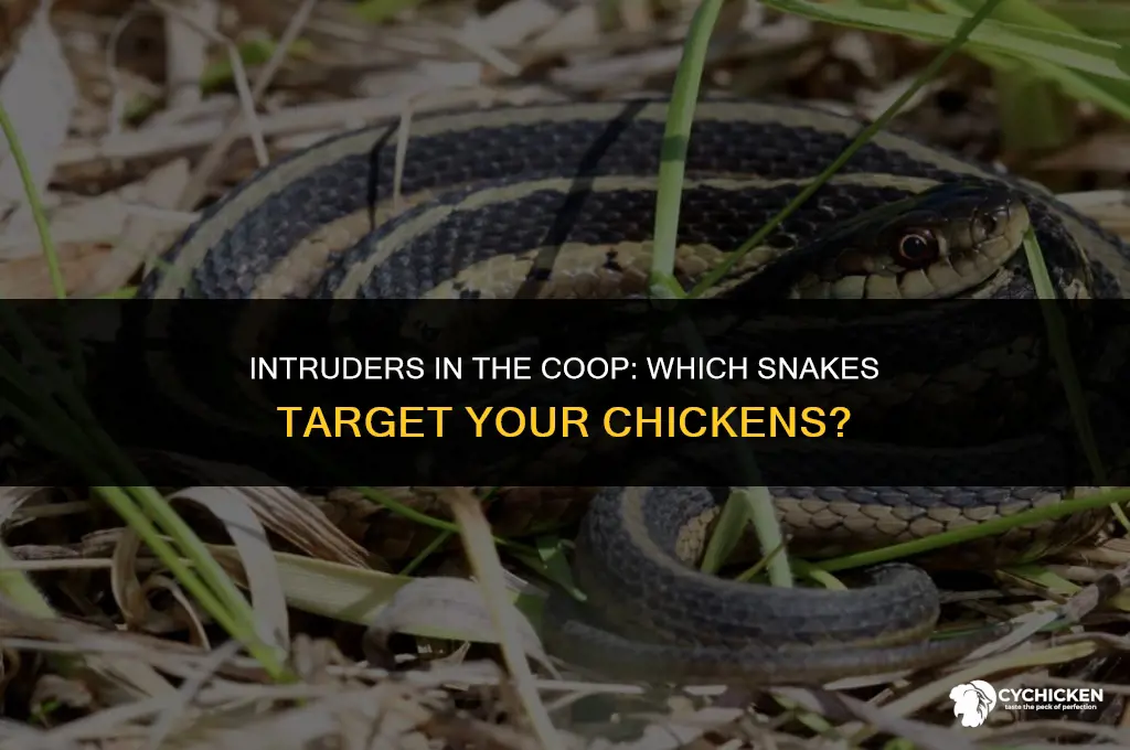 what kind of snakes go into chicken coops