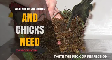 Hens and Chicks: Choosing the Right Soil