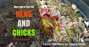 Best Soil Mix for Hens and Chicks: A Complete Guide