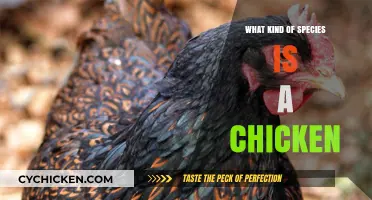 Understanding Chickens: Classification, Characteristics, and Species Insights
