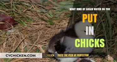 Sugar Water for Chicks: How Sweet?
