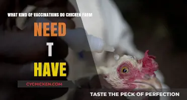 Chicken Farm Vaccinations: What You Need to Know