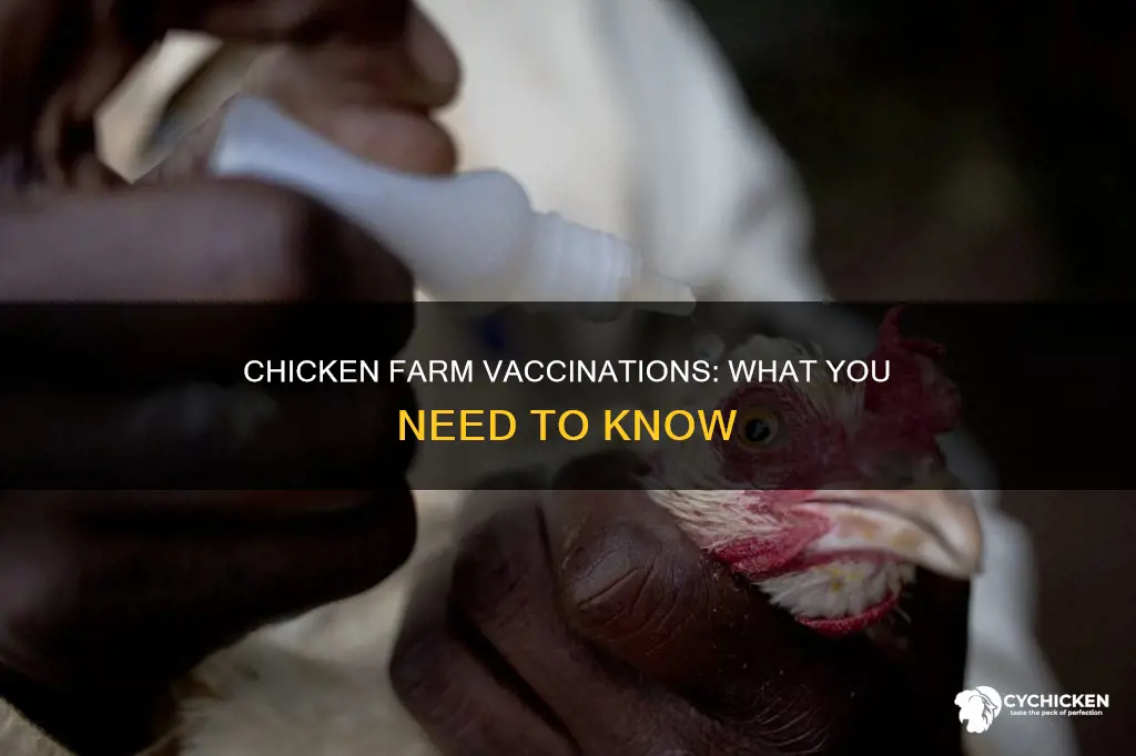 what kind of vaccinations do chicken farm need t have