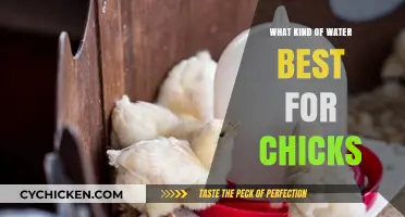 Best Water for Chicks: Essential Tips for Healthy Hydration