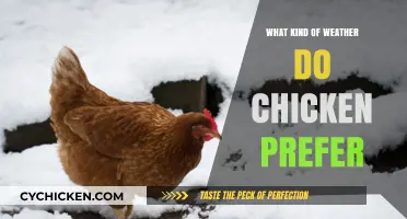 Ideal Weather Conditions for Happy, Healthy Chickens: A Guide