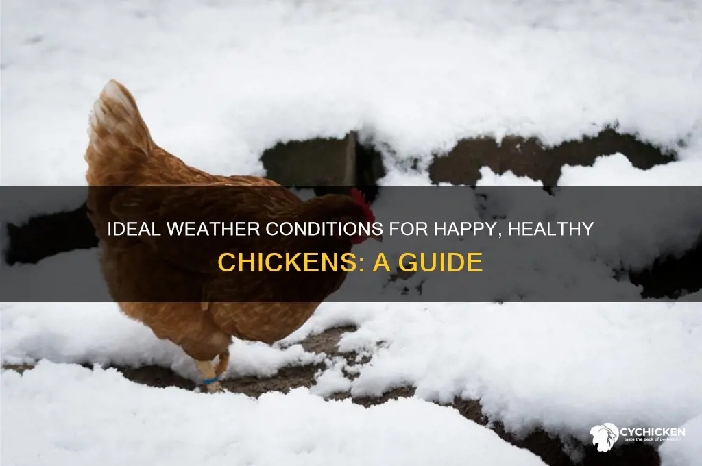 what kind of weather do chicken prefer