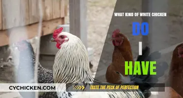 Identifying Your White Chicken Breed: A Comprehensive Guide for Owners