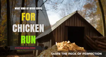 Best Wood Chips for Chicken Runs: Safe, Durable, and Comfortable Options