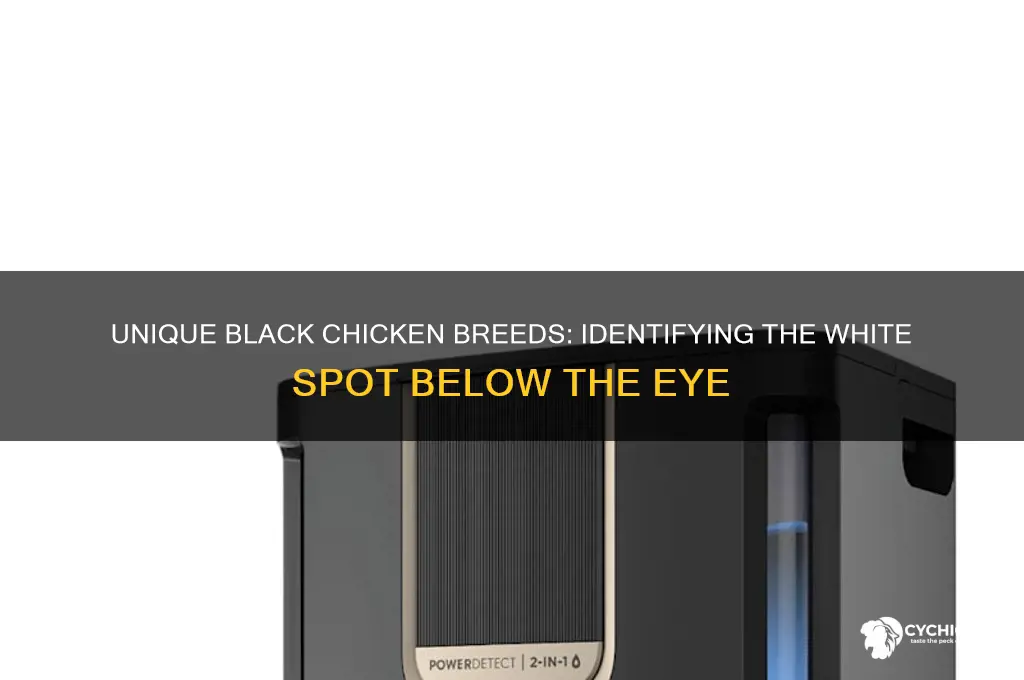 what kind ofblack chicken with white spot beloweye