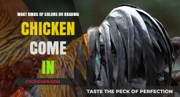 Brahma Chicken Colors: A Rainbow of Feathers