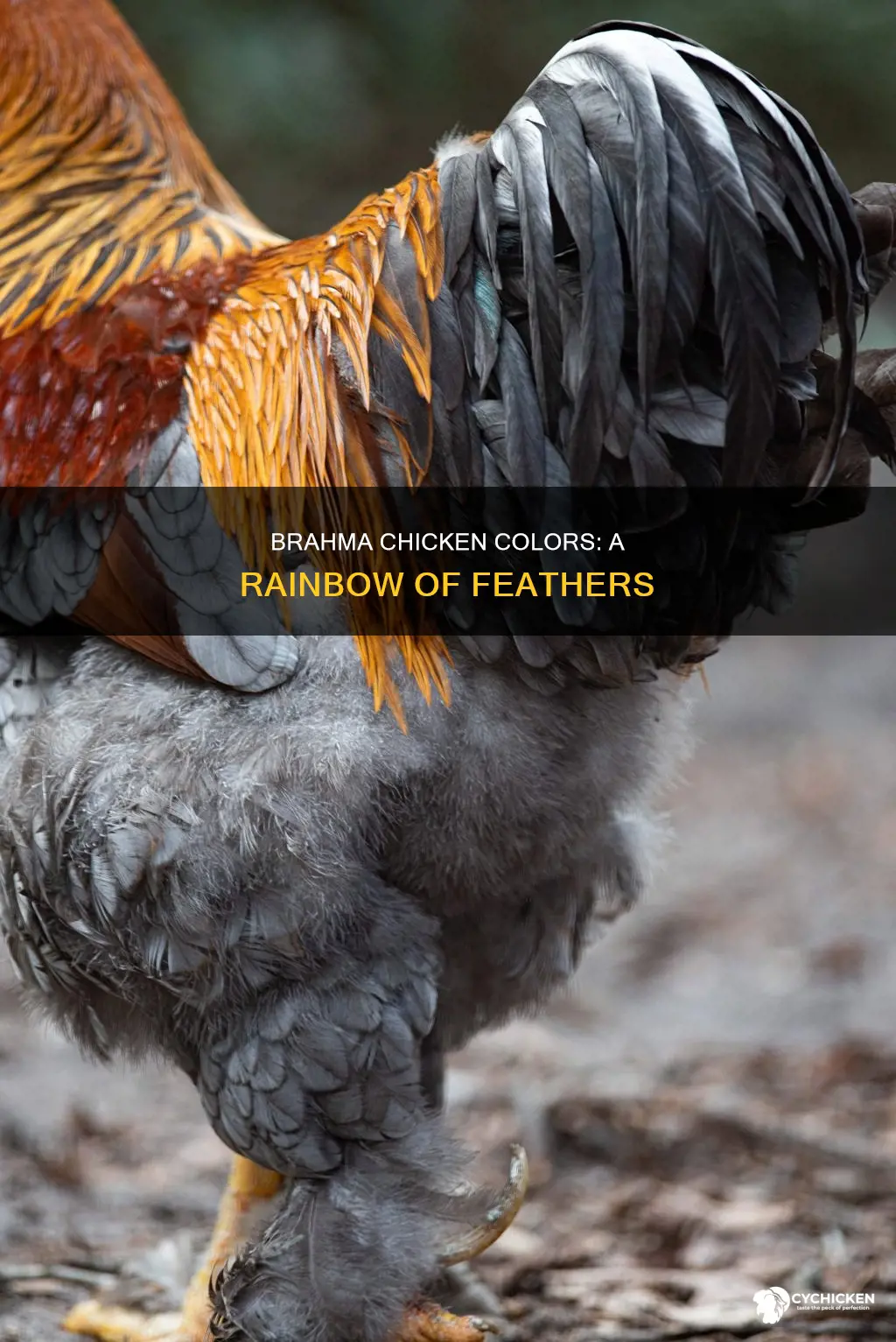 what kinds of colors do brahma chicken come in