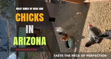 Arizona's Hens and Chicks: Varieties and Care Tips for Desert Gardens