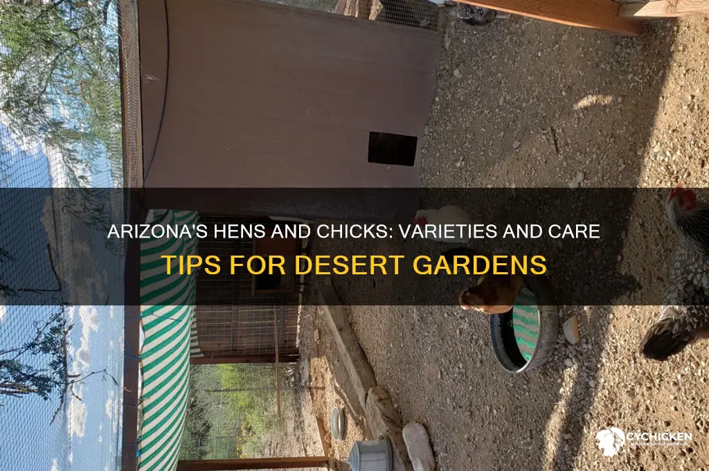 what kinds of hens and chicks in arizona