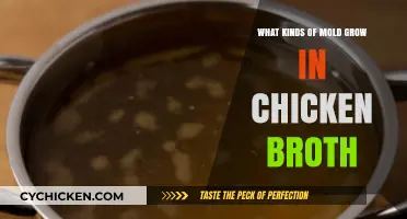 Exploring the Microscopic World: Mold Varieties in Chicken Broth