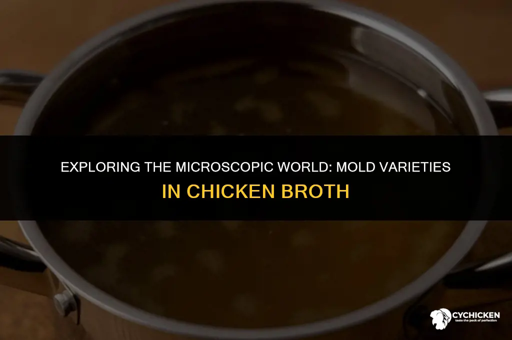 what kinds of mold grow in chicken broth