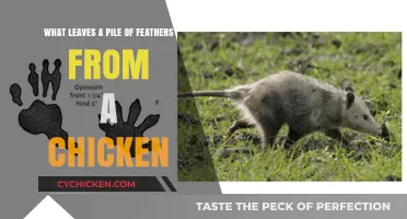 Mysterious Chicken Feathers: What's the Culprit?