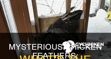 what leaves a pile of feathers from a chicken
