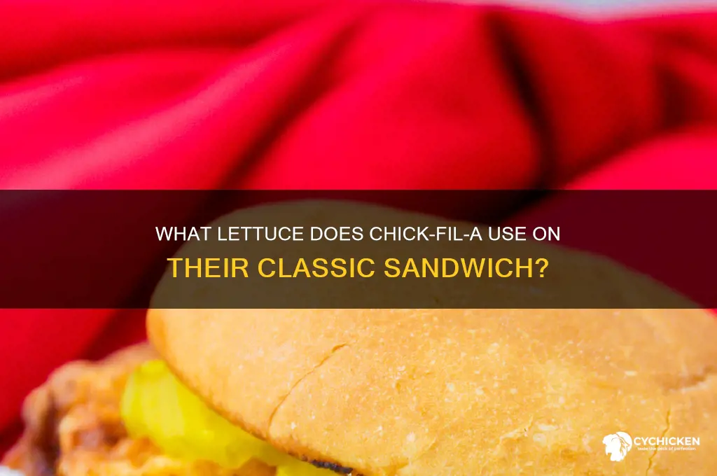 what lettuce is on chick fil a sandwich