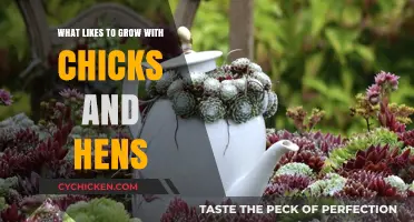 Companion Plants for Chicks and Hens: Perfect Garden Pairings for Sempervivum