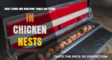 Chicken Nests: A Haven for Life and Inanimate Objects