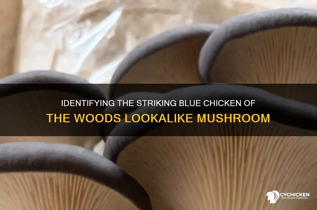 what looks like a blue chicken of the woods