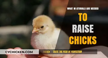 Essential Supplies for Raising Healthy Chicks: A Beginner’s Guide