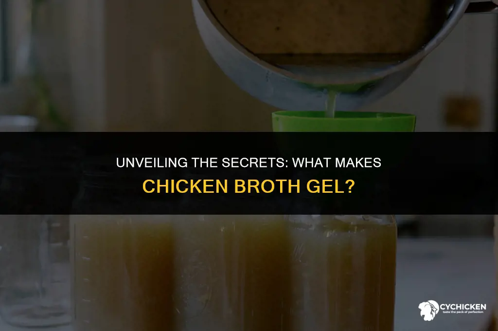 what makes chicken broth gel