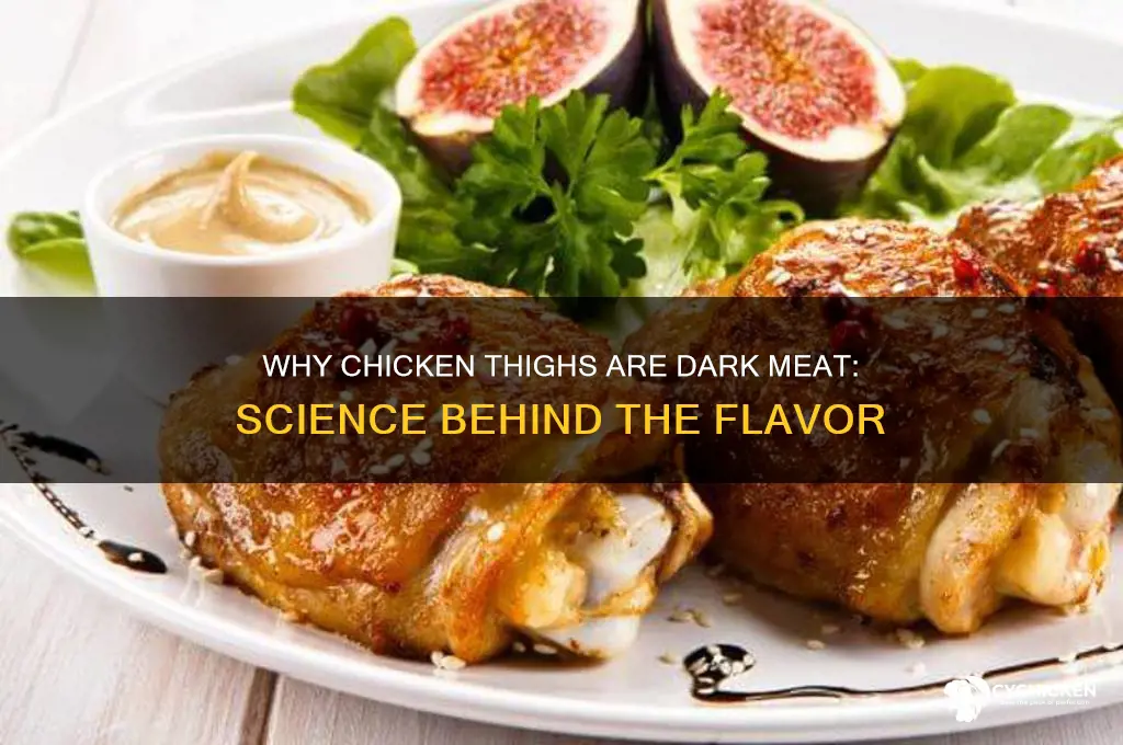 what makes chicken thighs dark meat