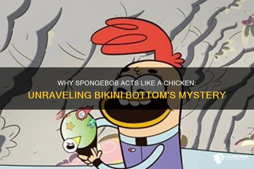 what makes spongebob act like a chicken