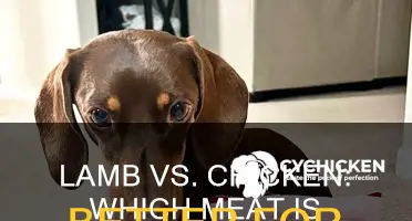 what meat is best for dogs lamb or chicken