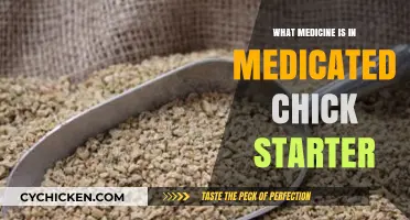Medicated Chick Starter: Understanding the Essential Medicine for Healthy Chicks