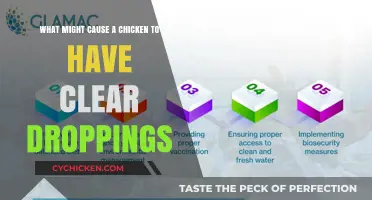 Clear Chicken Droppings: What's the Cause?