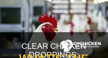 what might cause a chicken to have clear droppings