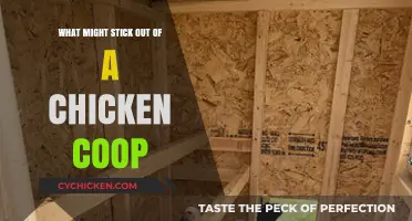 Surprising Sightings: What You Might Find Peaking Out of a Chicken Coop