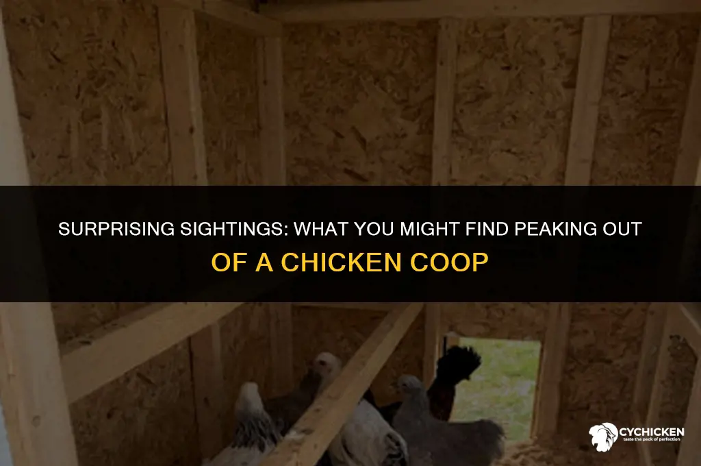 what might stick out of a chicken coop