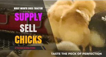 When to Find Chicks at Tractor Supply: A Seasonal Guide