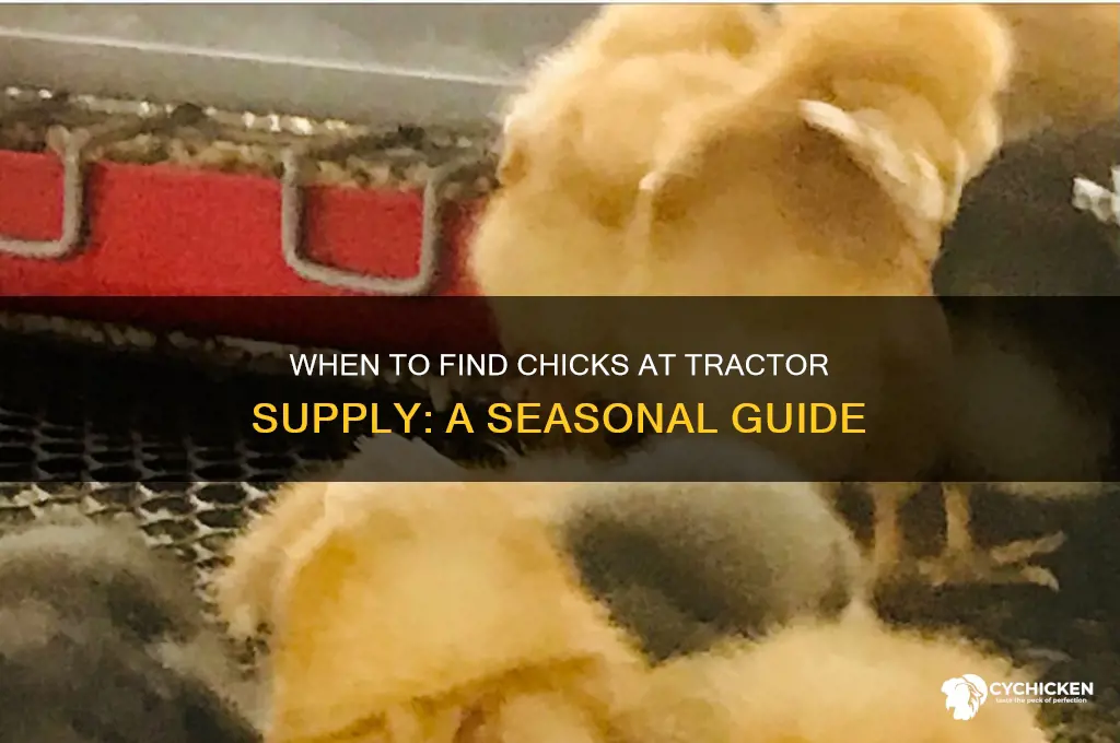 what month does tractor supply sell chicks