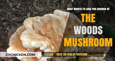 Spring Chicken of the Woods: Best Foraging Months