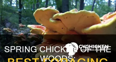 what month to look for chicken of the woods mushrooms