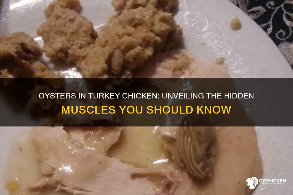 what muscles are oysters in turkey chicken