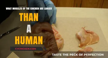 Chicken Muscles: Surprisingly Larger Than Humans