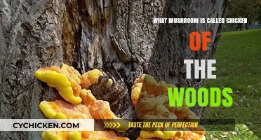 Discover the Chicken of the Woods Mushroom: A Culinary Delight