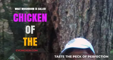 Discover the Chicken of the Woods Mushroom: A Culinary Delight