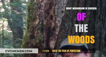 Identifying Chicken of the Woods: A Guide to This Edible Mushroom