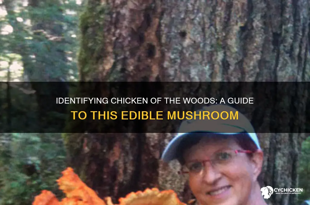 what mushroom is chicken of the woods