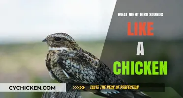 Unveiling the Night Bird Mimicking Chicken Clucks: A Surprising Discovery