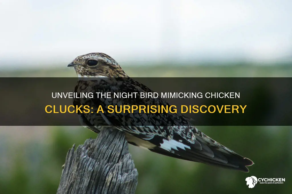 what night bird sounds like a chicken