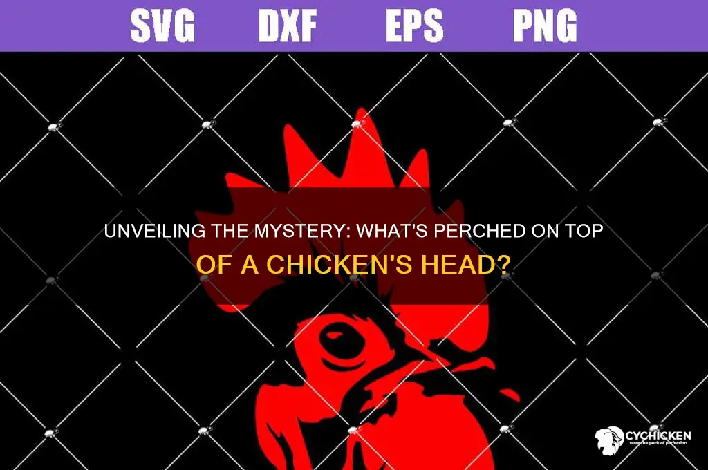 what on top of a chicken head