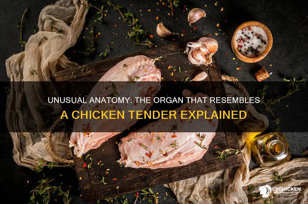 what organ looks like a chicken tender