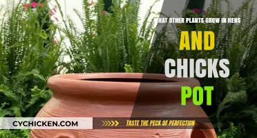 Companion Plants for Hens and Chicks: A Guide to Cozy Pot-Sharing